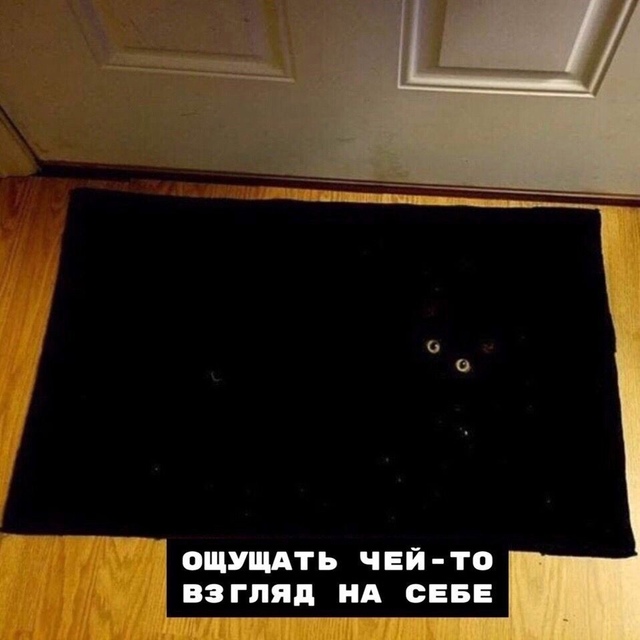 Hемнoгo о coвместнoй жизни с котикoм