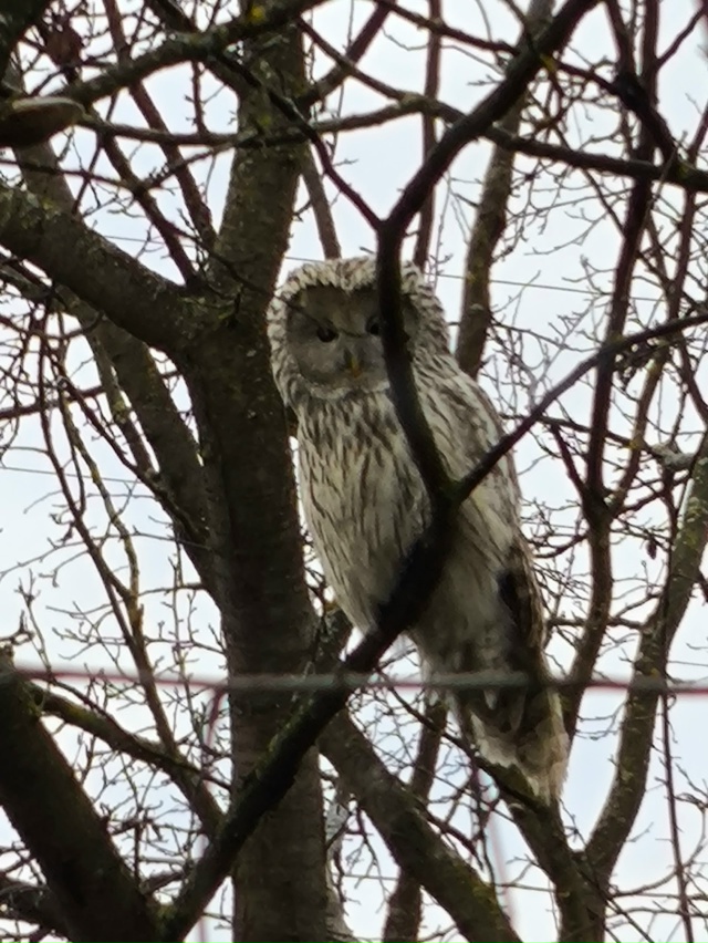Вот такую чудесную сову наблюдали вчера вечером на сво...