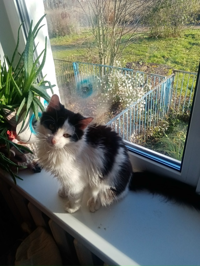 Очень хочется найти хозяев котенка-подростка (4-5месяце...