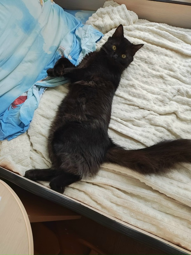 Пропал кот Багир, район ЮЗ Перхоровича
Кто найдёт, прос...