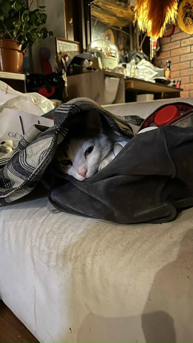 Батон в печали