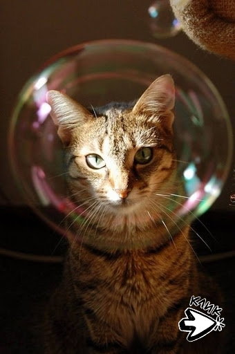 Зырь в пузырь😂