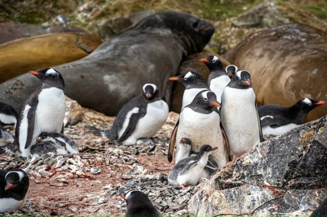 Известный путешественник Федор Конюхов завершил анта?...