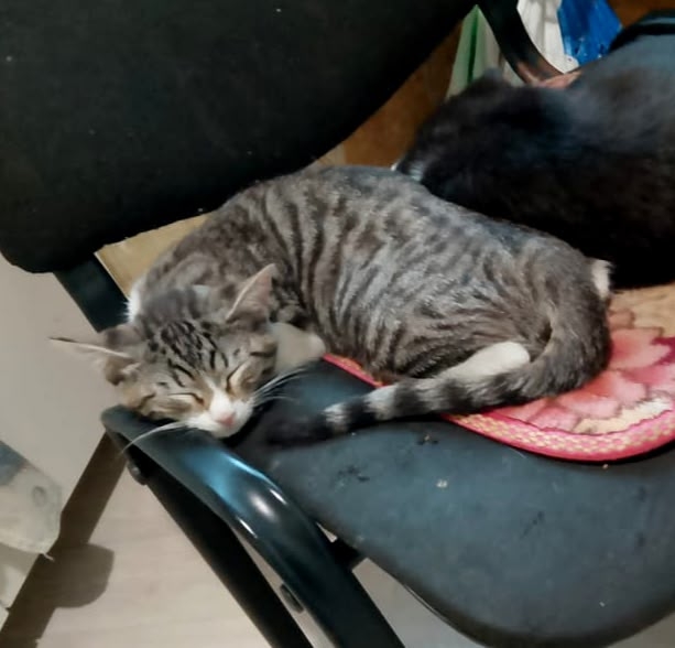 пропала серая кошечка со двора, неделю полторы назад, з...