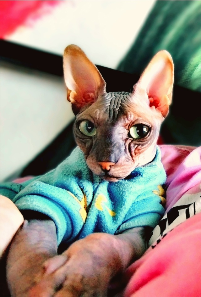 Его величество Мефистофель