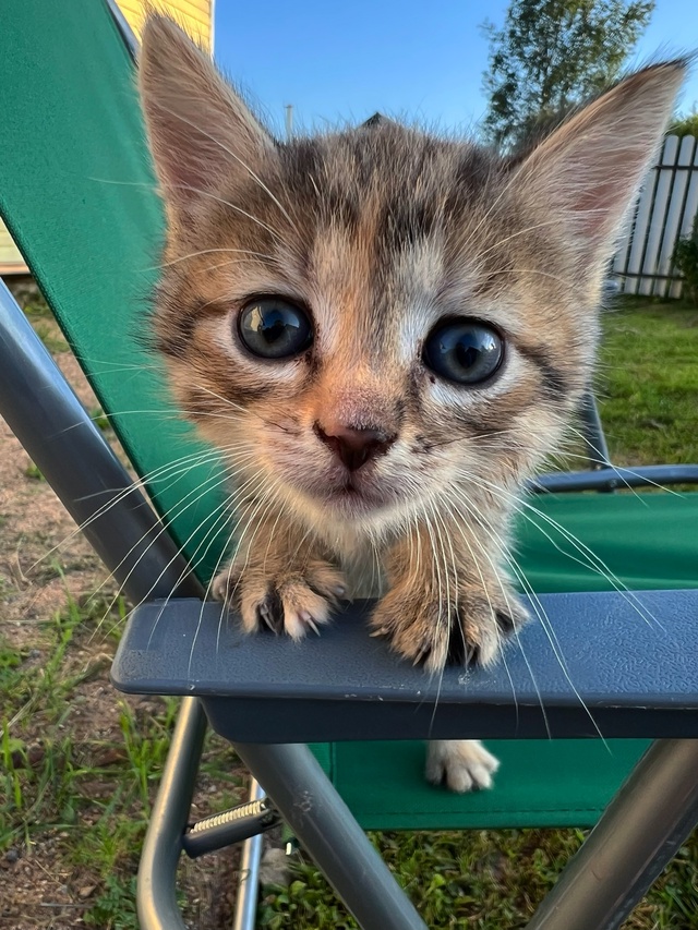 🐈 СРОЧНО ‼️
Котята ищут добрые руки в г. Окуловка! 🐅...