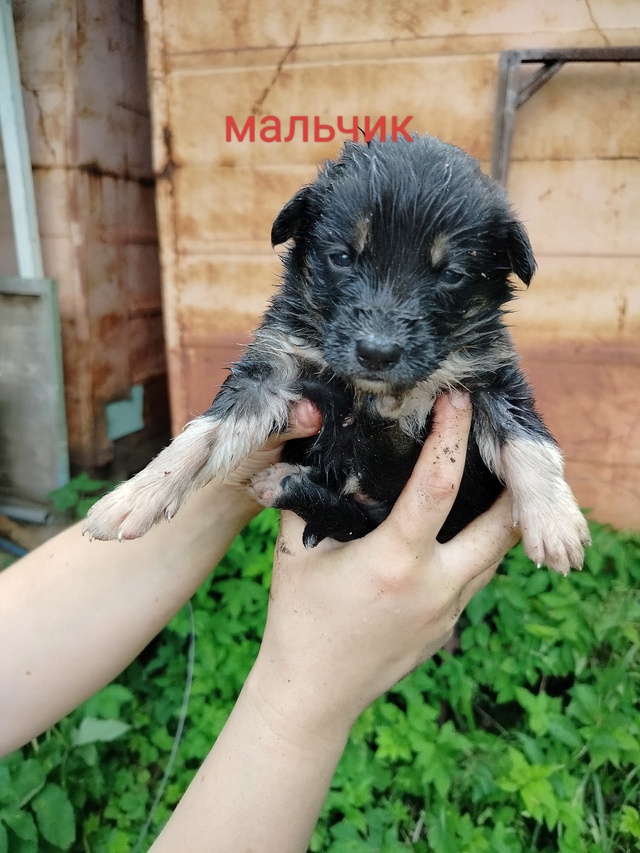 СРОЧНО!ПОЖАЛУЙСТА, ПОМОГИТЕ РАСПРОСТРАНИТЬ!Ищут самые...