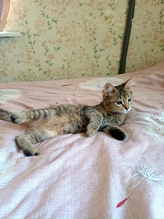 Опубликуйте пожалуйста ? Прекрасный длиннолапый, ло?...