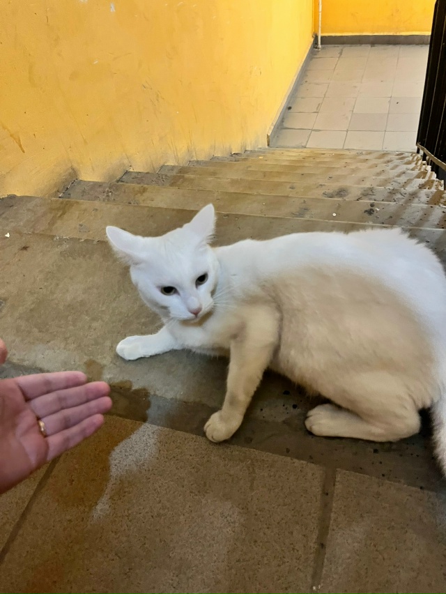 Чья потеряшка? Сидит на 5 этаже на школьном 3, 3 подъезд