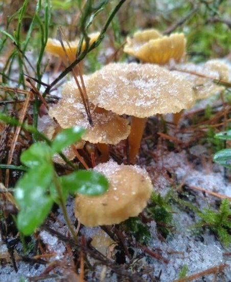 🍄‍ Снег не мешает петербуржцам собирать полные корзи...