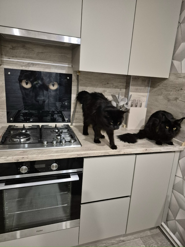 МАФФИН и КОСМОС принимают новую кухню