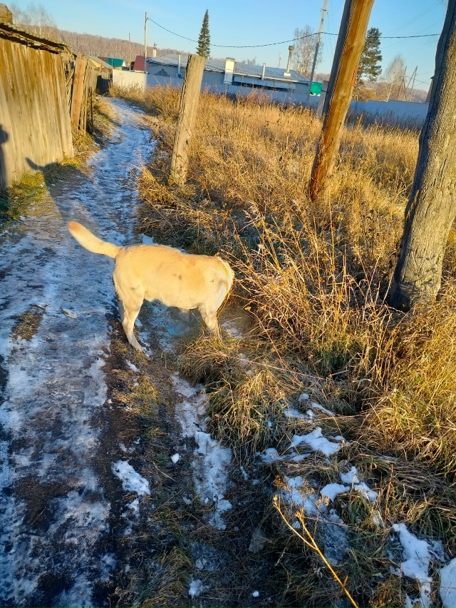 Чья собака, бегает на ул. Каткова? Хозяин отзовись.