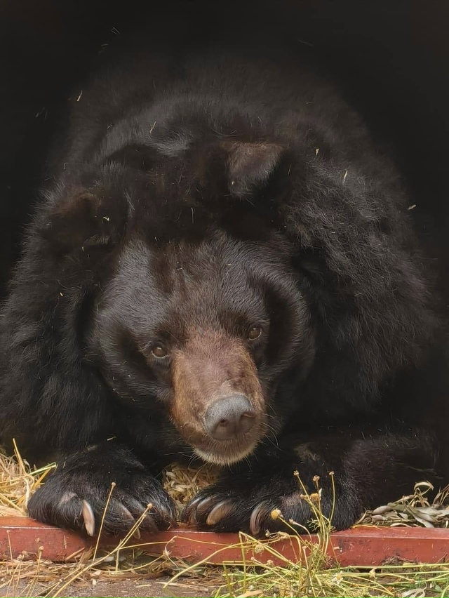 В Екатеринбургском зоопарке животные активно готовят?...