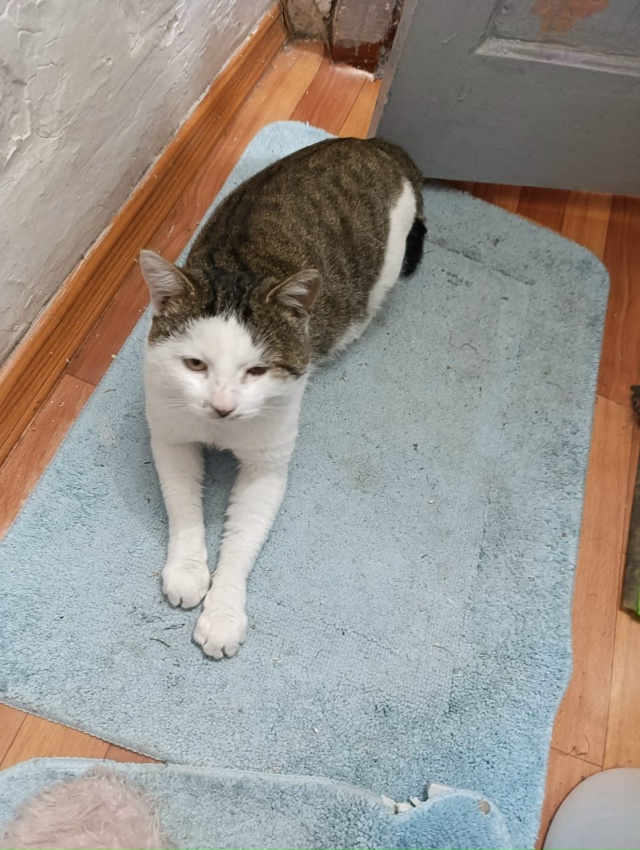 Срочно!!! 08.11 потерялся кот 🐈 в районе Мичурина, может к...