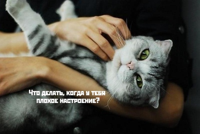 Коты-самое лучшее лекарство❤