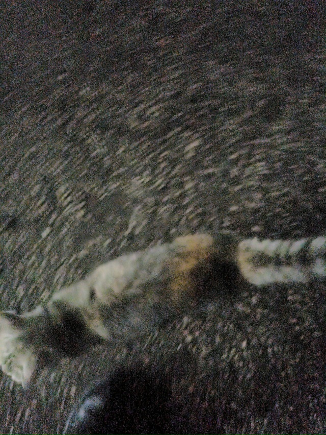 Чья кошечка бегает кричит / с ошейником/