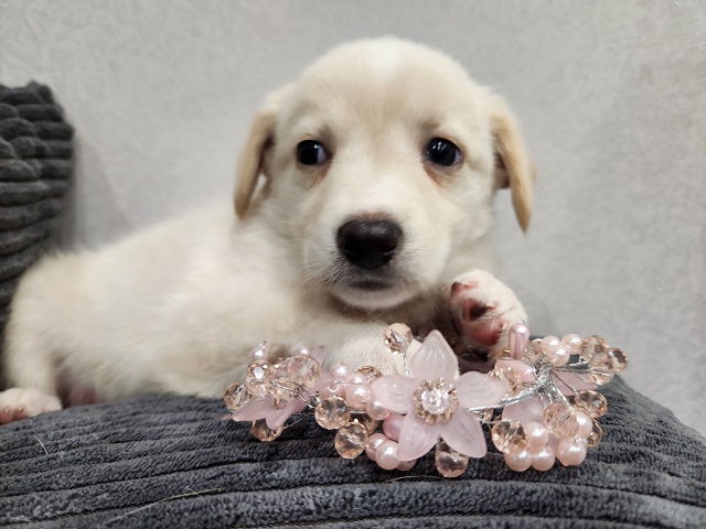 САМЫХ ЛЮБЯЩИХ И ОТВЕТСТВЕННЫХ РОДИТЕЛЕЙ ИЩЕМ ДЛЯ МАЛЕ?...