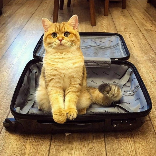 - Олег Палыч, извините, я не смогу поехать в командировк...