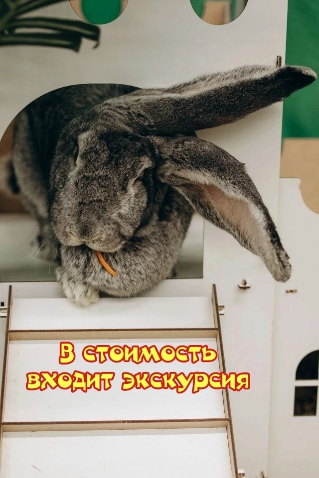 Воронеж, приглашаем посетить мимимишную и пушистую вы...