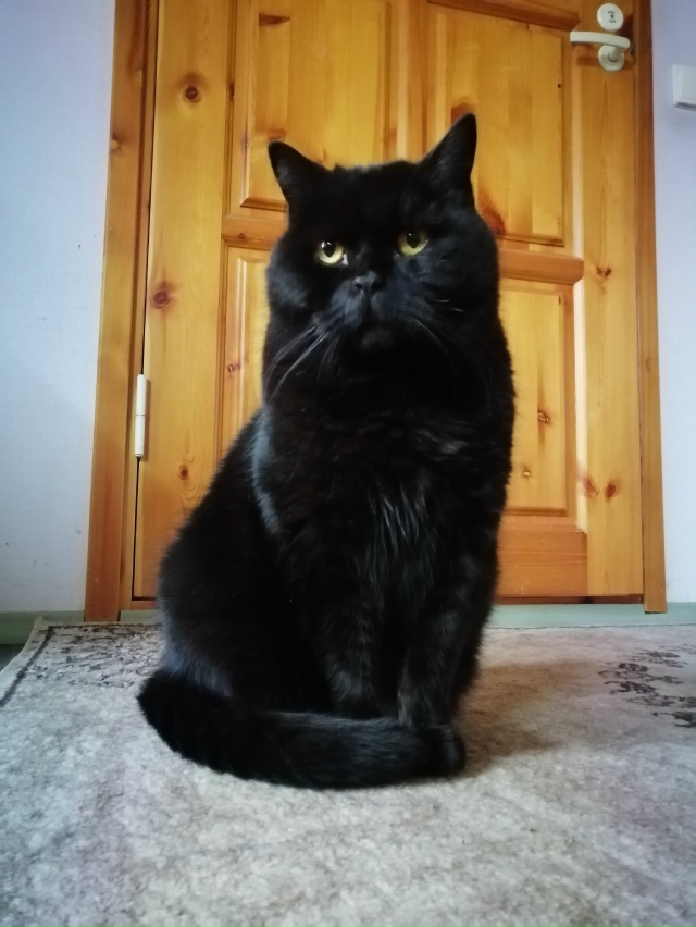 Мои котобоги)
Косыгин (дворянин 9 лет) и
Черномырдин (ин?...