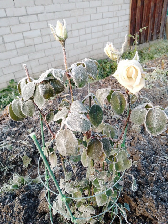 Нас утро встречает прохладой