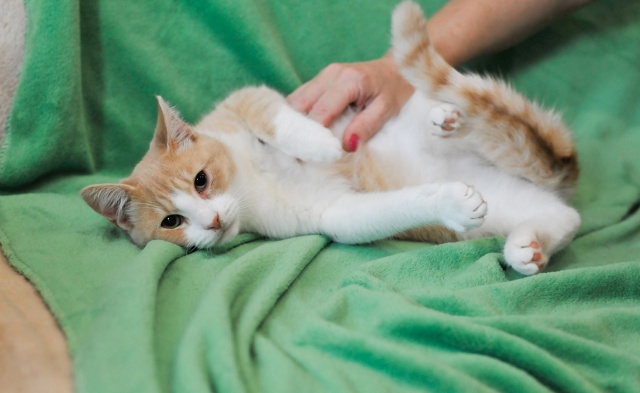 Санкт Петербург и ЛО! Признаюсь честно, но только ником...