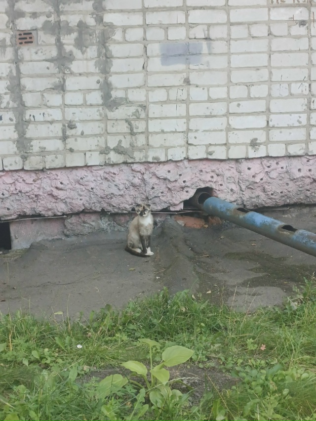 Микрокошки