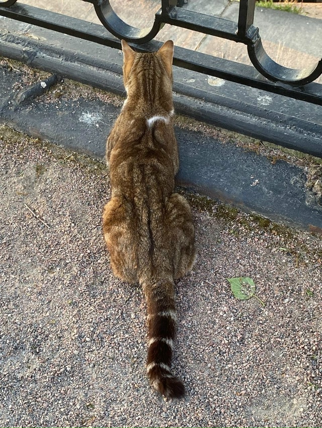 2 августа пропал утром наш кот с улицы Садовой (Корчмин?...