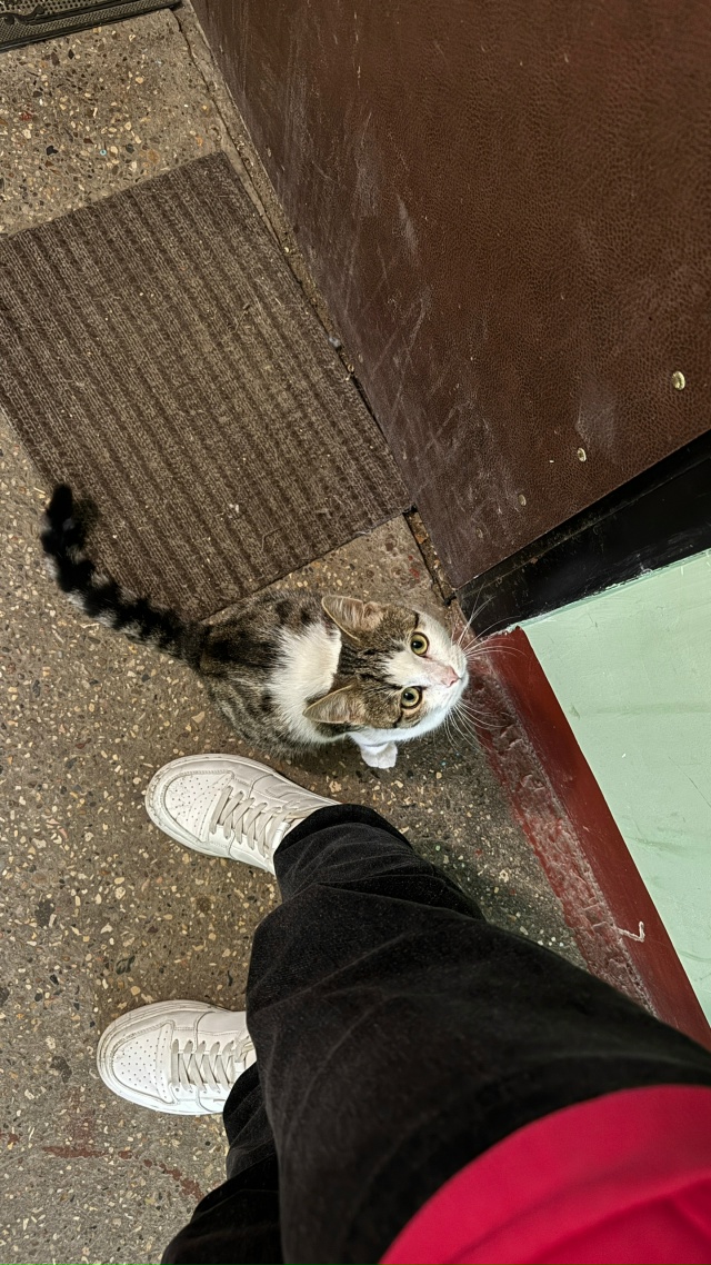 Добрый день, друзья!
Очередной #потеряшка
Гуляет около ...