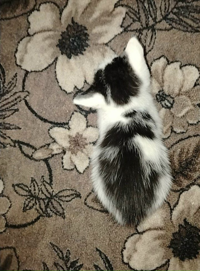 Красивые мальчики ждут своих хозяев 😻
Чёрно-белый и б...