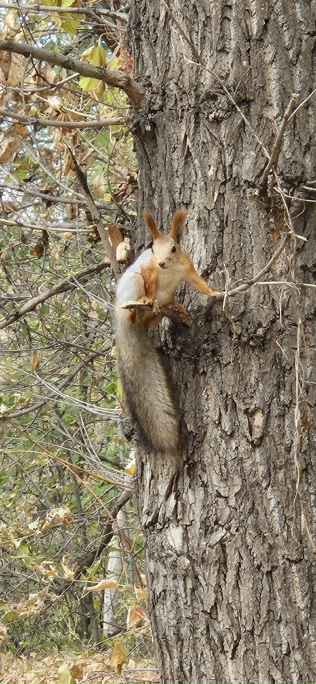 🐿🐿🐿 Белочки-красотки в парке Строителей 🍂🍂🍂
Фот...