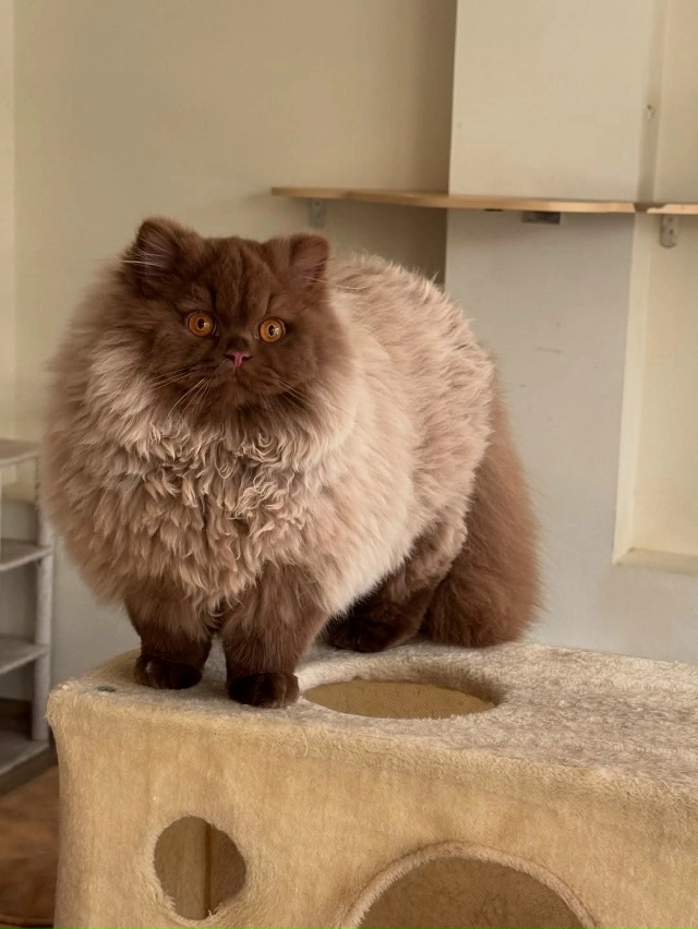 Такой шоколадный медвежонок 🤎