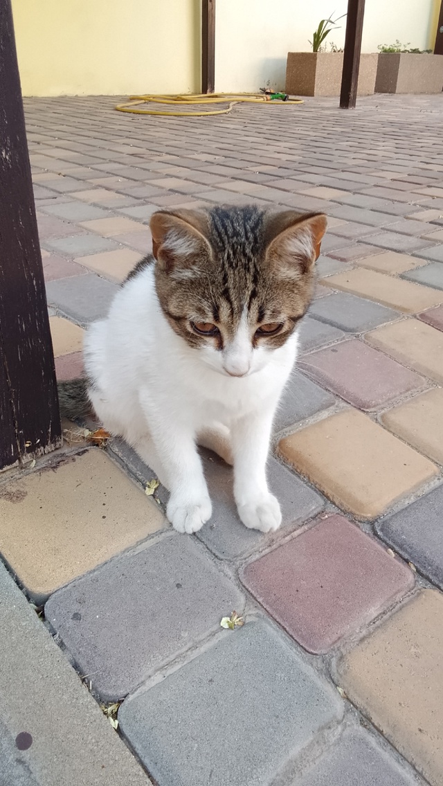Может кто-то потерял котёнка, он скучает по дому. Хозяе?...