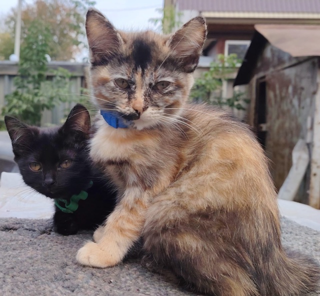 Красотки в добрые и любящие руки! Две малышки возрасом ...