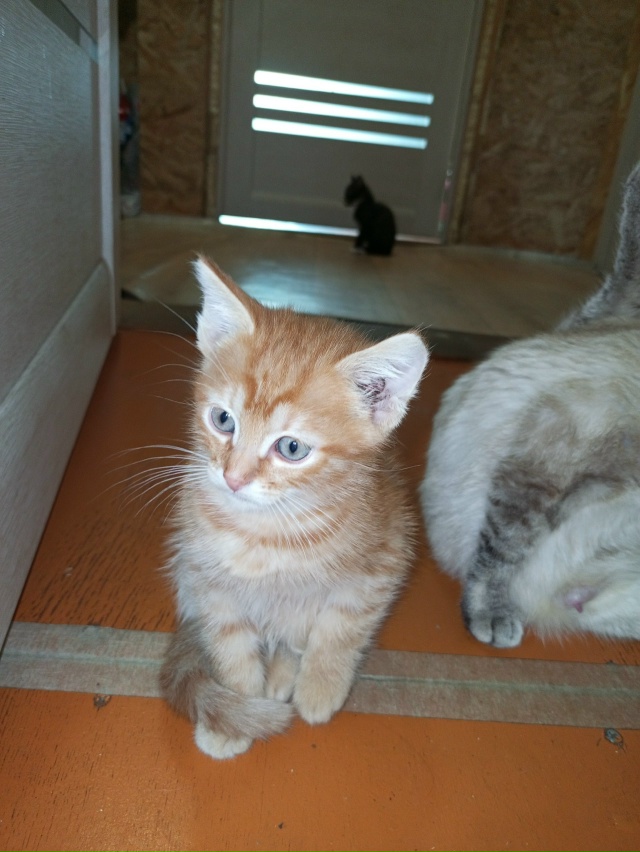 В добрые руки! Два мальчика, к горшочку приучены, игрив?...