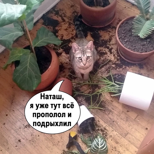 =»»