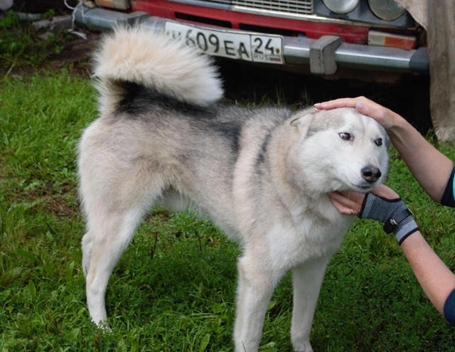 Красавец Саян ищет семью 🐕
Этот пёсо-парень жил со св?...