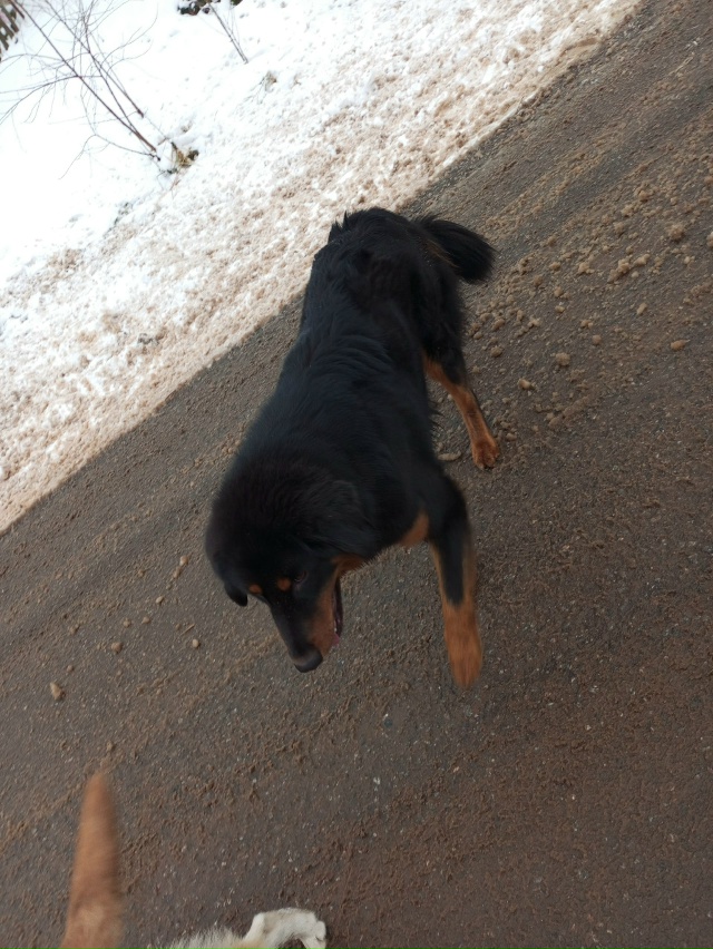 Чья собака гуляет свободно по бачамановке? Она нападае...