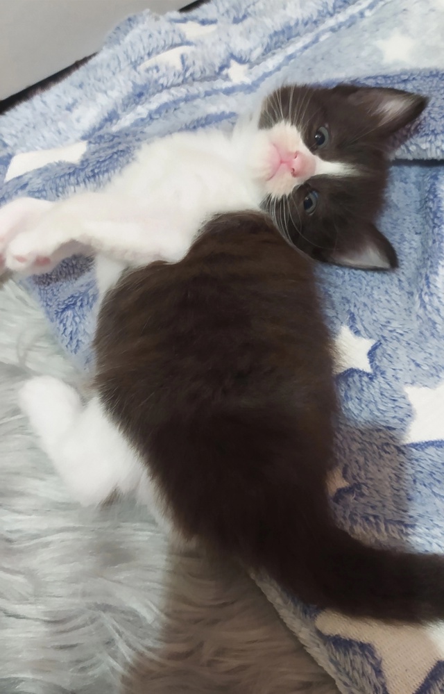 Предлагаем котят цветной турецкой ангоры от собственн...