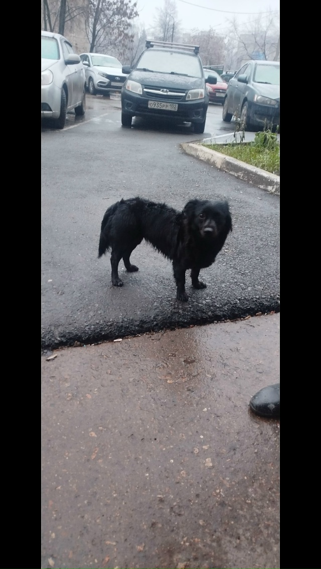 Собачка бегает около дома Тухвата Янаби 57 третий день. ...