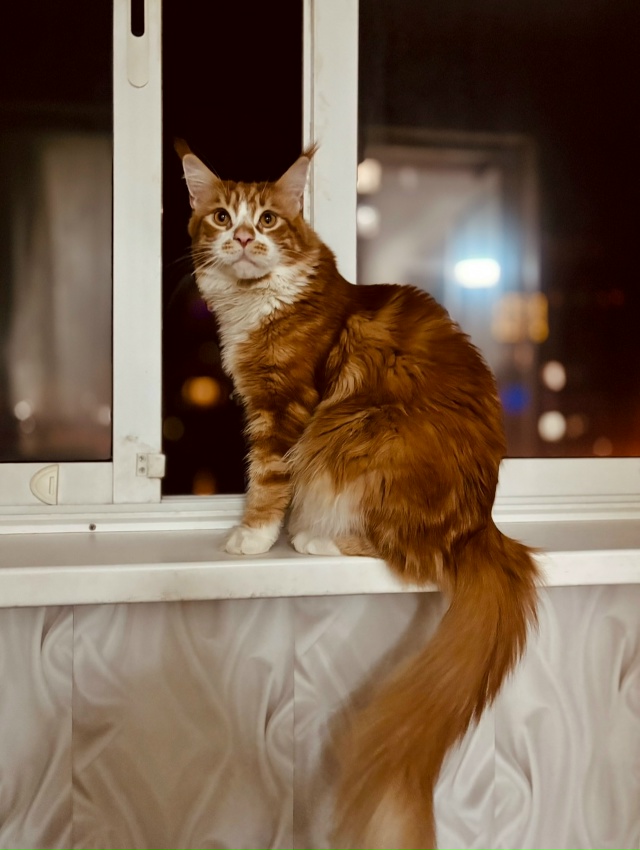 Пропал кот - мейн кун. Кличка Бадди.
1 мкр, дом 24.
( кот не...