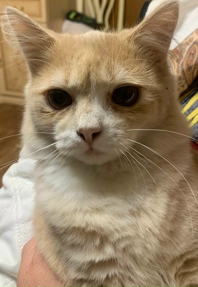 Чей потеряшка? Найден на Седова 29. Звонить по телефону 8...