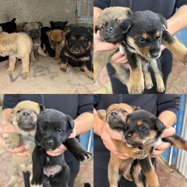 Отдам в хорошие руки щенков ( мама - Чау чау ) 5 мальчиков...