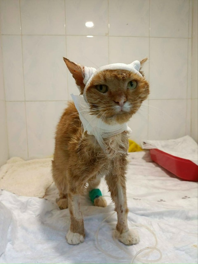 💔 Котик Лучано, которого подожгли подростки в московс...