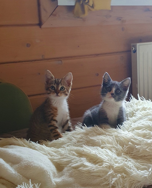 🐈Котята ищут дом🐈
Были спасены с улицы.
Оба мальчики...