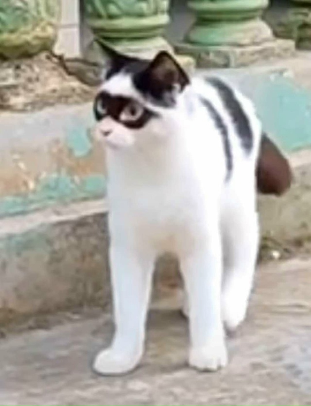 Пока Зорро отдыхает, его кот заменяет)))