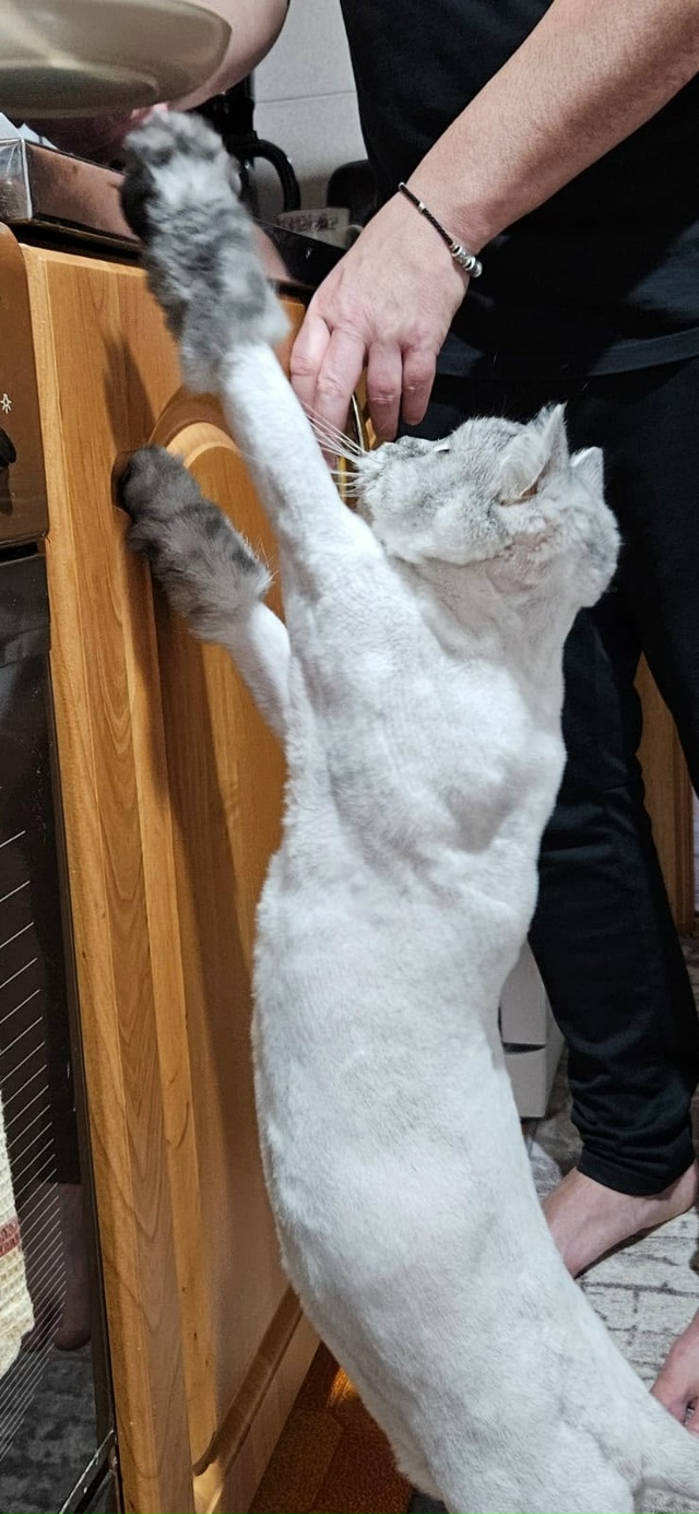 Ещё немного фоток лысой булки Рыси