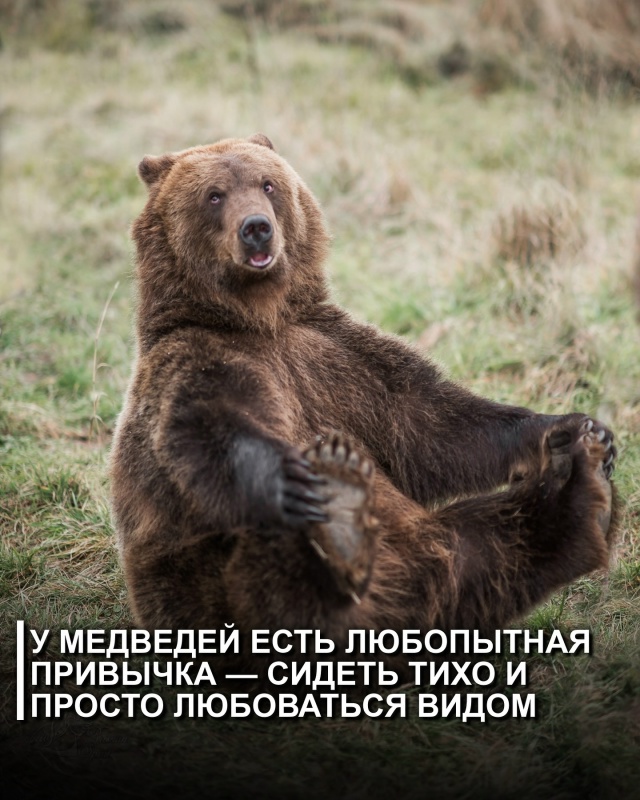 Некоторые медведи демонстрируют удивительное, почти «...