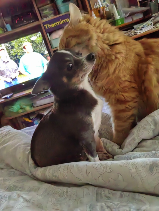 Пожалуйста, опубликуйте , администратор🙏🙏🙏Всем доб...