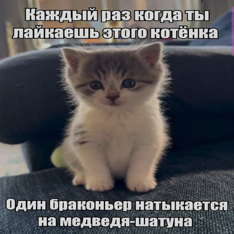 Ночная подборочка
Спать, режим